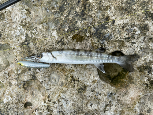 オニカマスの釣果