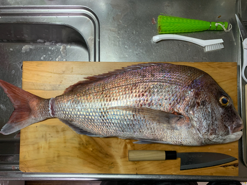 マダイの釣果