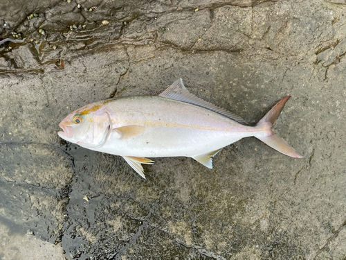 ショゴの釣果