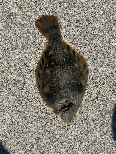 マツカワの釣果