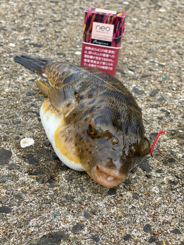 アカメフグの釣果