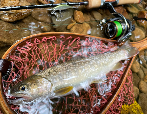 イワナの釣果