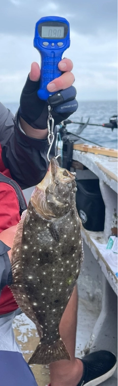 ヒラメの釣果
