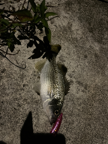 オオクチユゴイの釣果