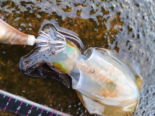 アオリイカの釣果