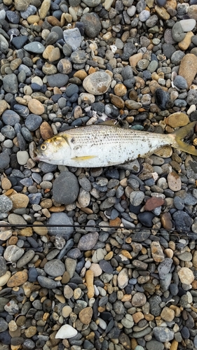 コノシロの釣果