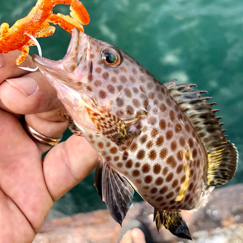 オオモンハタの釣果