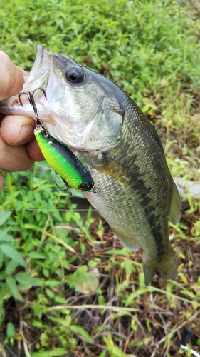 ラージマウスバスの釣果