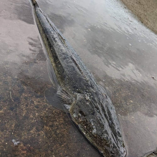 マゴチの釣果