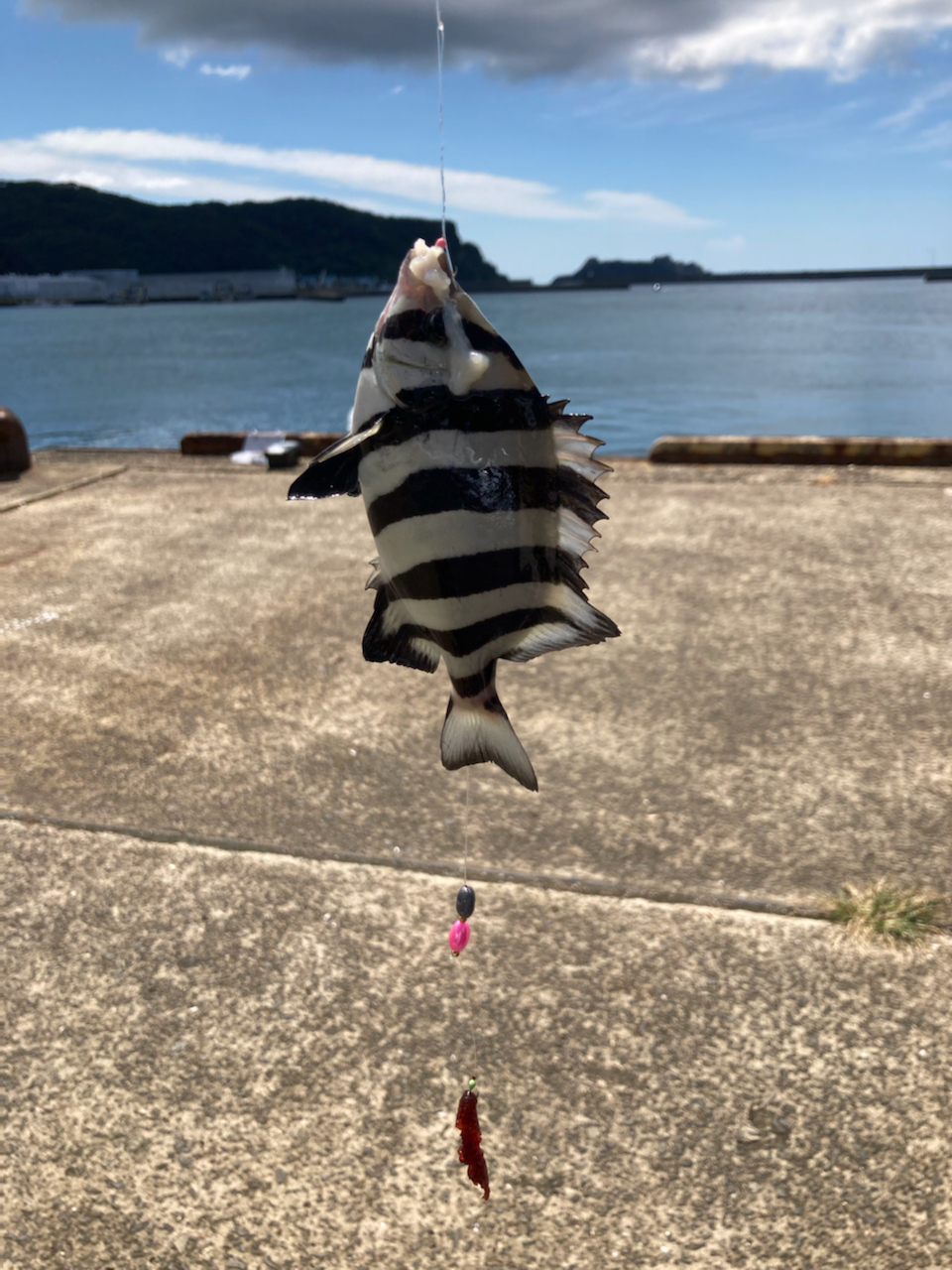 小島漁港 陸っぱり 釣り・魚釣り, 釣果情報サイト カンパリ