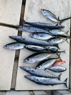 キハダマグロの釣果