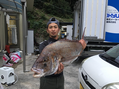 マダイの釣果