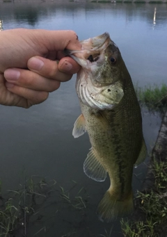 ラージマウスバスの釣果