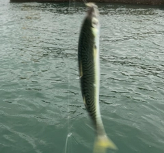 マサバの釣果