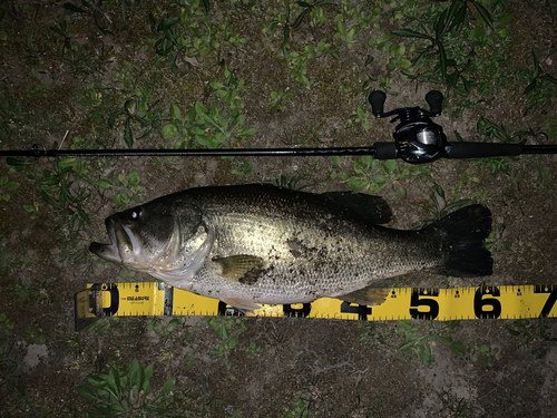 ブラックバスの釣果