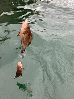 オオモンハタの釣果