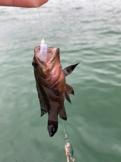 マハタの釣果