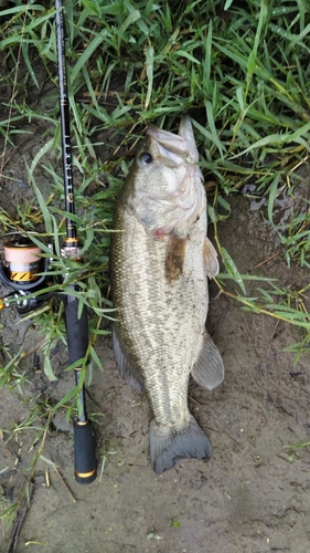 ラージマウスバスの釣果