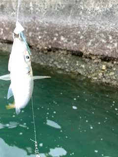 マアジの釣果