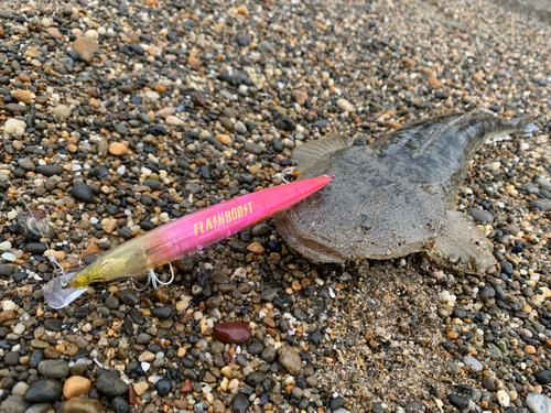 コチの釣果