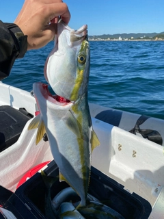 ハマチの釣果