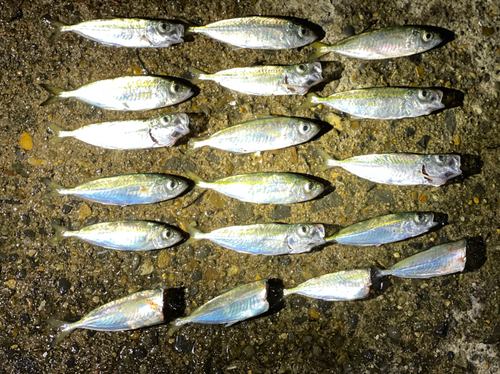 アジの釣果