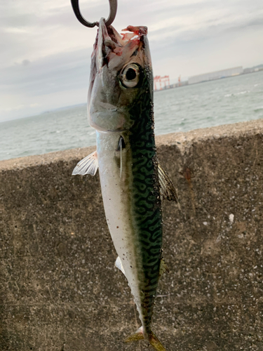 サバの釣果