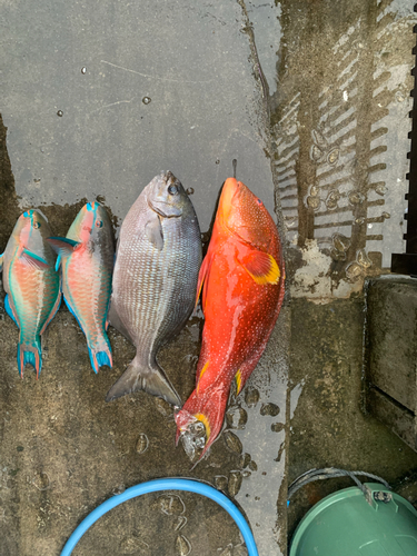 バラハタの釣果