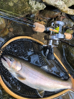 イワナの釣果