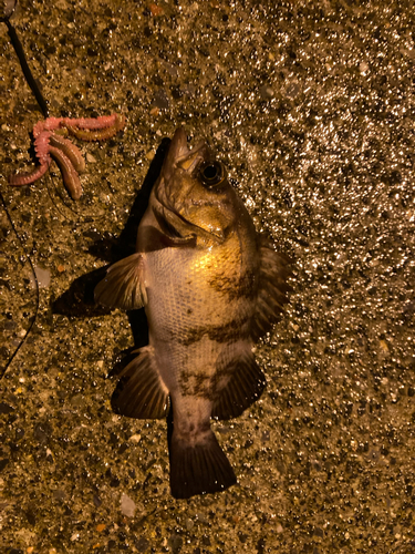 クロメバルの釣果