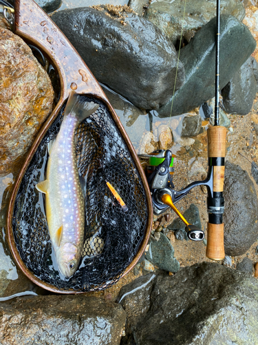 イワナの釣果