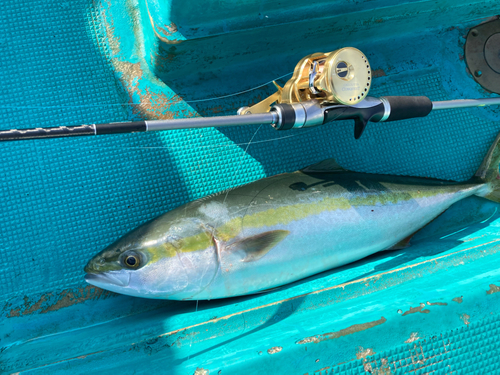 ワラサの釣果