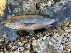 イサキの釣果