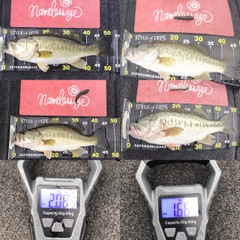 ブラックバスの釣果