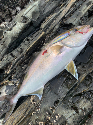 シオの釣果