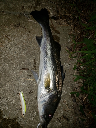 スズキの釣果