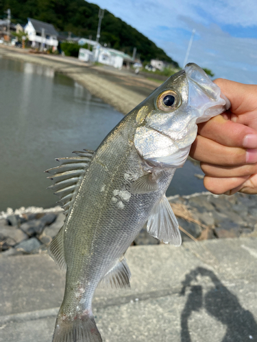 セイゴ（ヒラスズキ）の釣果