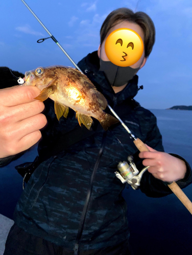 メバルの釣果