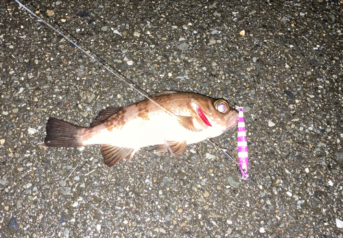 クロメバルの釣果