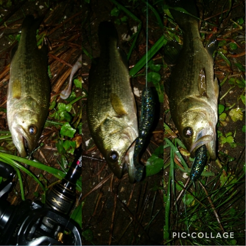 ブラックバスの釣果