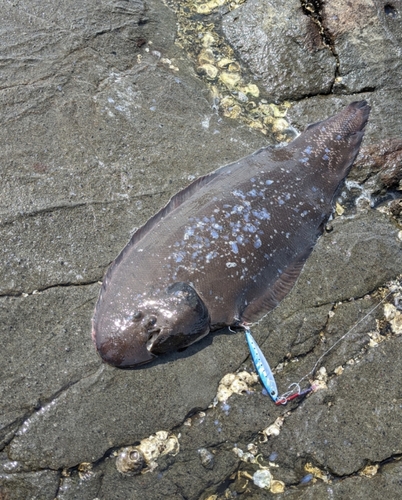 シタビラメの釣果