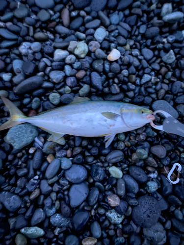 イナダの釣果