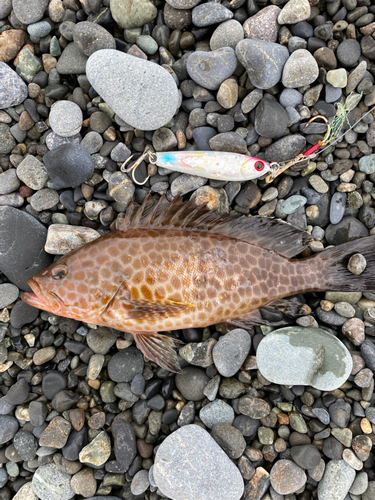 オオモンハタの釣果