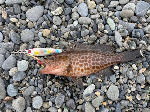 オオモンハタの釣果