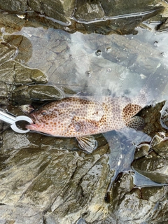 オオモンハタの釣果