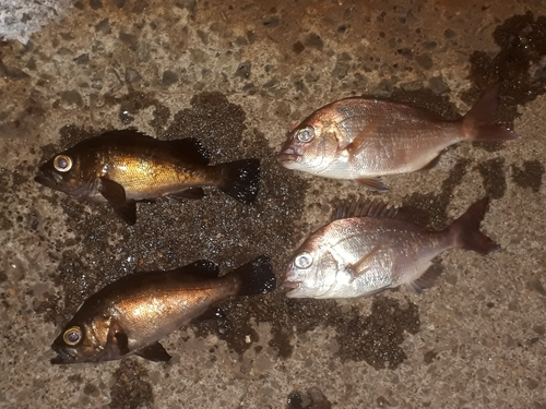 タイの釣果