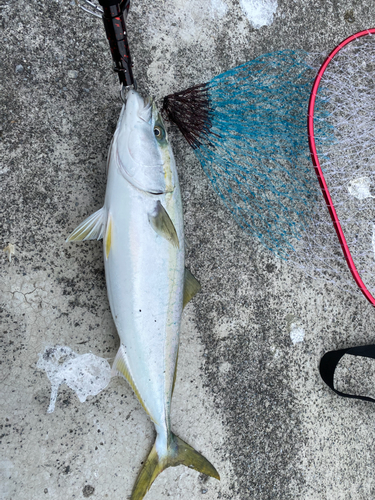 イナダの釣果