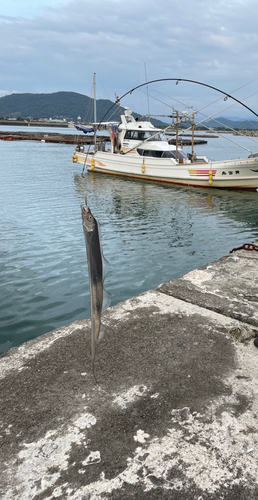 タチウオの釣果