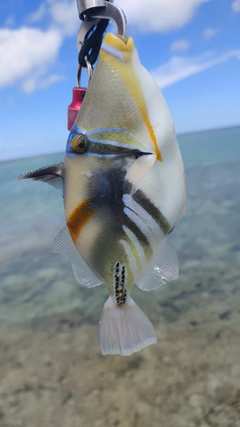 ムラサメモンガラの釣果