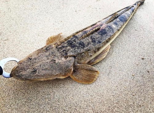 マゴチの釣果